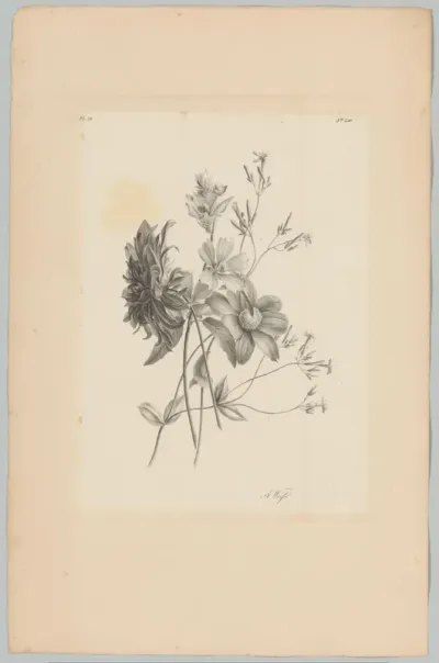 Diverse bloemen