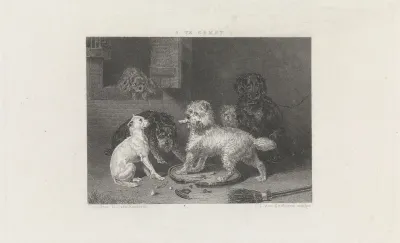 Diverse honden bij een muur