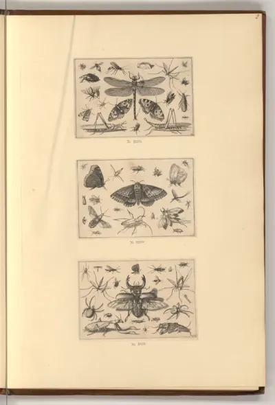 Diverse Insekten