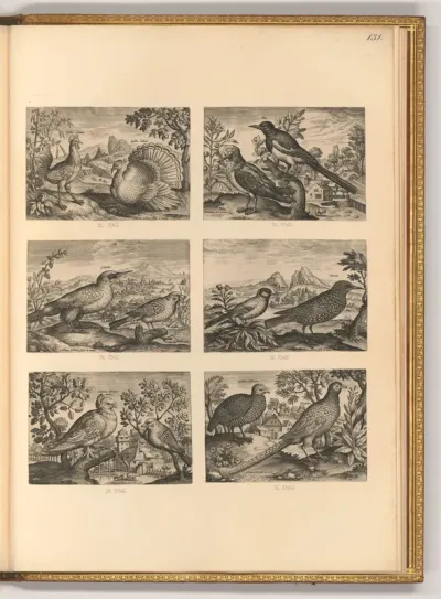 Diverse Vögel in der Natur