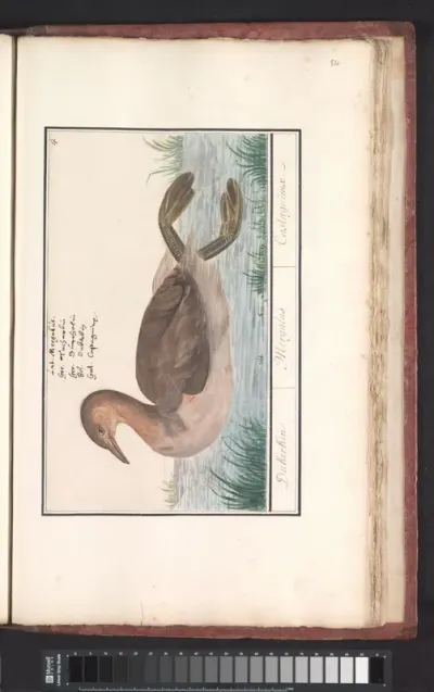 Dodaars (Tachybaptus ruficollis)