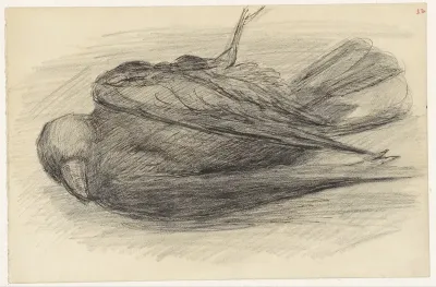 Dode vogel