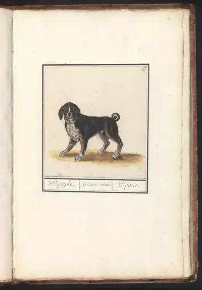 Dog (Canis lupus familiaris)