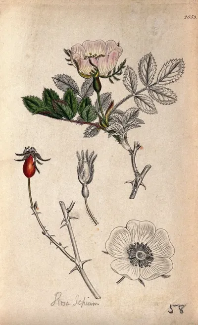 Dog rose (Rosa canina): flowering stem, flower, fruit and bud