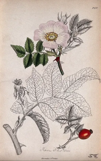 Dog rose (Rosa canina): flowering stem, leaf and fruit