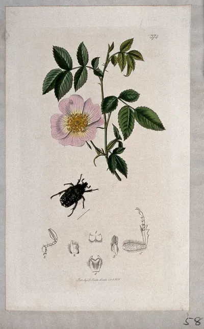 Dog rose (Rosa canina) with an associated beetle and its anatomical segments