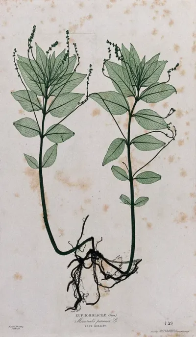 Dog's mercury (Mercurialis perennis): flowering plant with roots