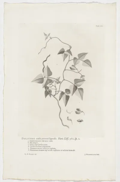 Dolichos lignosus