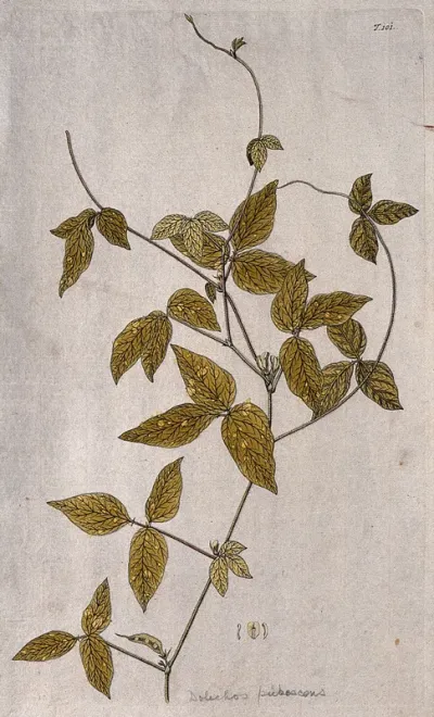 Dolichos pubescens: flowering and fruiting stem with separate floral segments