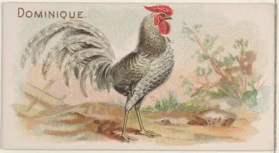 Dominique, from the Prize and Game Chickens series (N20) for Allen & Ginter Cigarettes