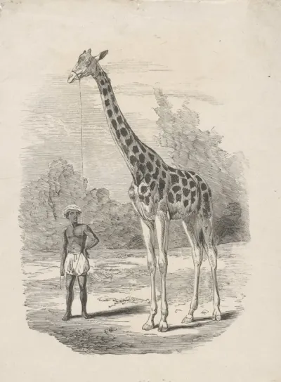 Donkere man met een tulband en een pofbroek een giraf aan een touw vasthoudend