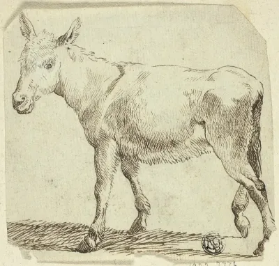 Donkey