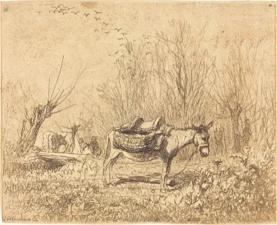 Donkey in a Field