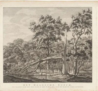 Door de bliksem gespleten boom in het Haagse Bos