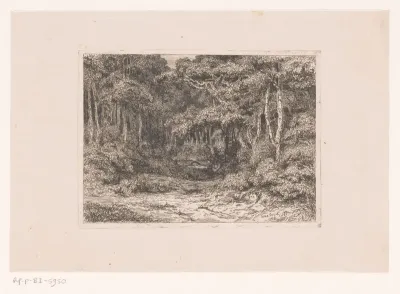 Doorkijk in het bos