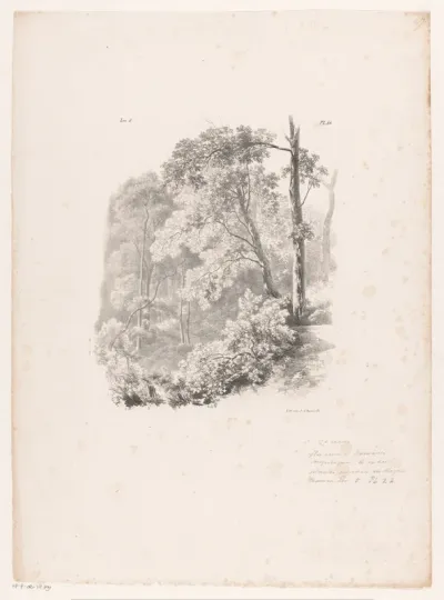 Doorkijkje in het bos