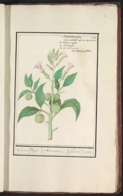 Doornappel (Datura stramonium)