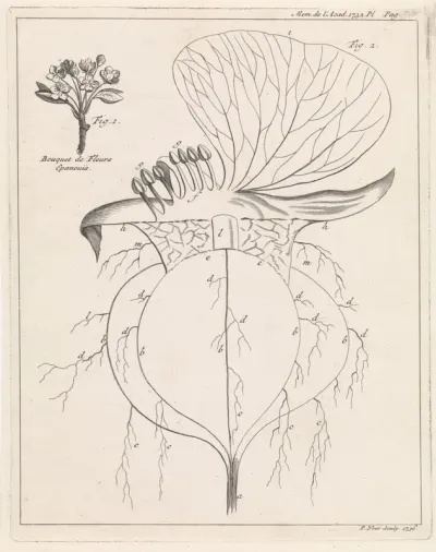 Doorsnede van een bloem