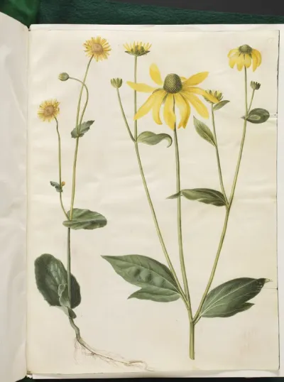 Doronicum pardalianches (hjertebladet gemserod); Rudbeckia laciniata (fliget solhat)
