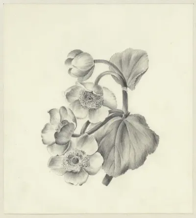 Dotterbloemen