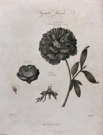Double and single paeony (Paeonia sp.): flowering stem of the double peony with a separate single paeony flower and floral segments
