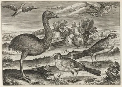 Double-Wattled Cassowary and Finches