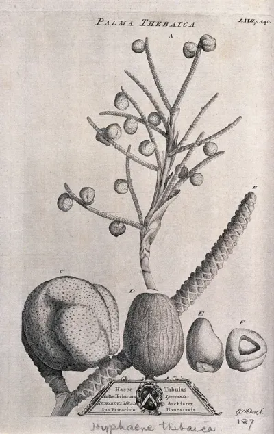 Doum palm (Hyphaene thebaica (L.) C.Martius): fruiting stem and fruit segments