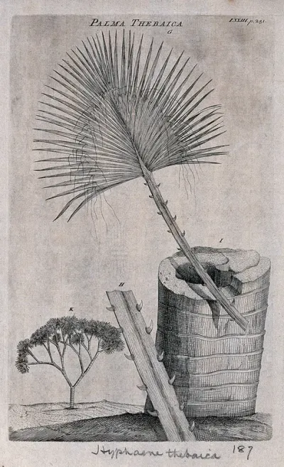 Doum palm (Hyphaene thebaica (L.) C.Martius): leaf, sectioned stem, leaf stalk and whole plant