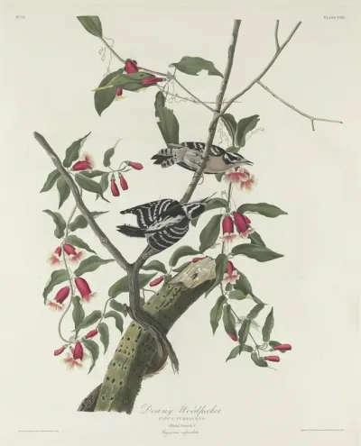 Downy Woodpecker