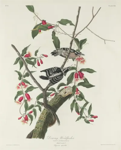 Downy Woodpecker