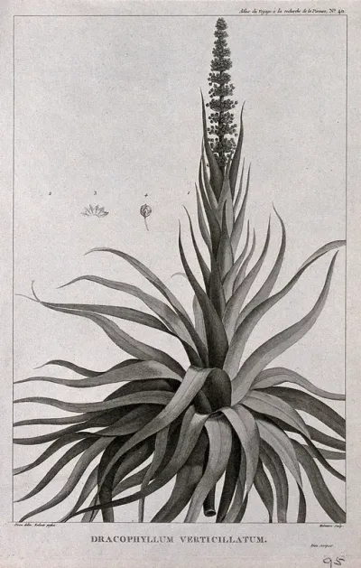 Dracophyllum verticillatum: flowering stem with floral segments