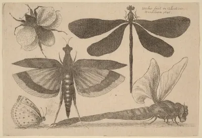 Dragonflies, a Bumble-Bee, and a Butterfly