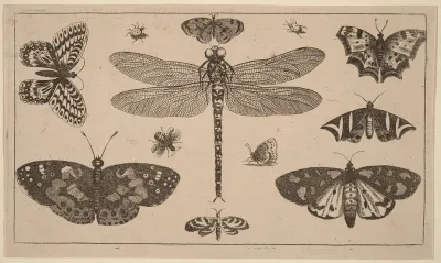 Dragonfly, Ladybirds, and Butterflies