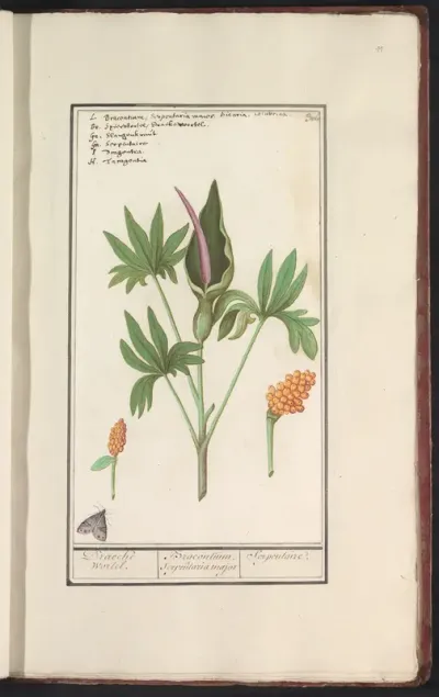 Drakenwortel (Dracunculus vulgaris) of andere aronskelk (Arum)