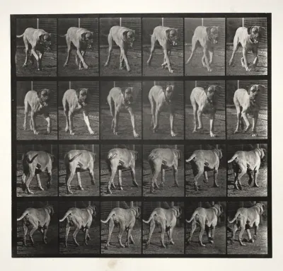 "Dread" Trotting
