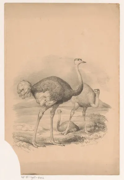 Drie Afrikaanse struisvogels