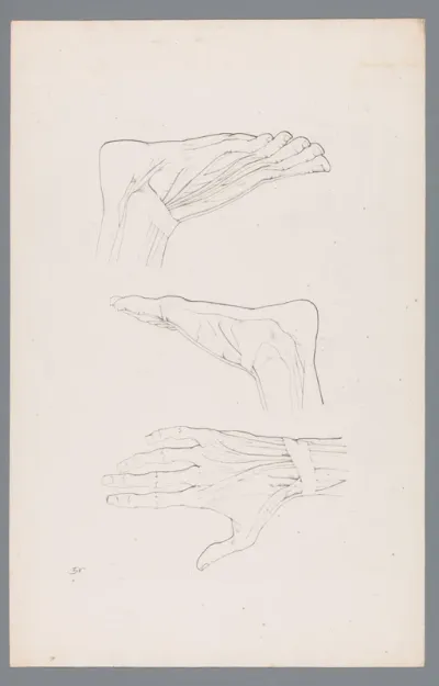 Drie anatomieën van een hand en voet