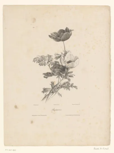 Drie anemonen