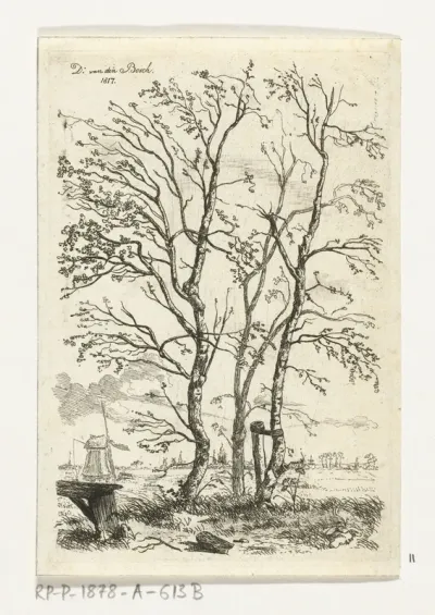 Drie berkenbomen