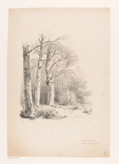 Drie bomen in een bos