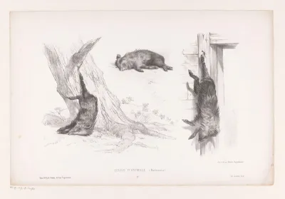 Drie dode wilde zwijnen