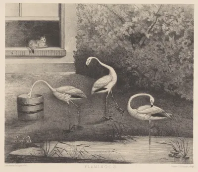 Drie flamingo's en een kat