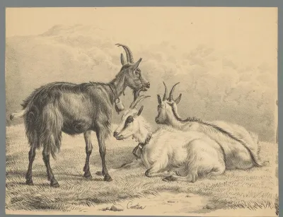 Drie geiten met alpenbellen om de nek