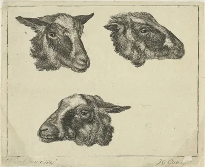 Drie geitenkoppen