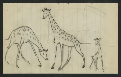 Drie giraffen
