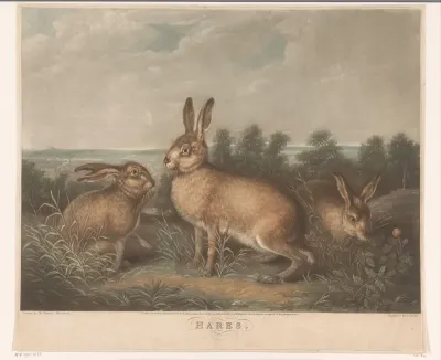 Drie hazen