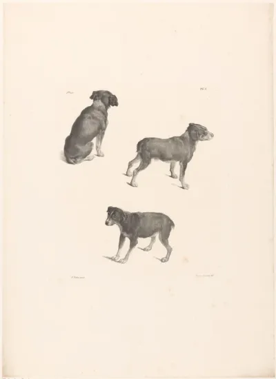 Drie honden