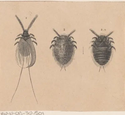 Drie insecten, waarschijnlijk Cochenilleluizen