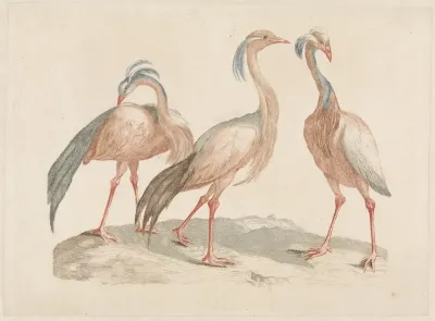 Drie Jufferkraanvogels