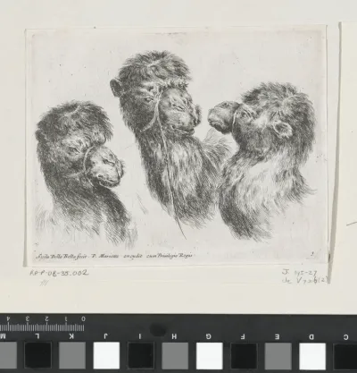 Drie kamelenkoppen